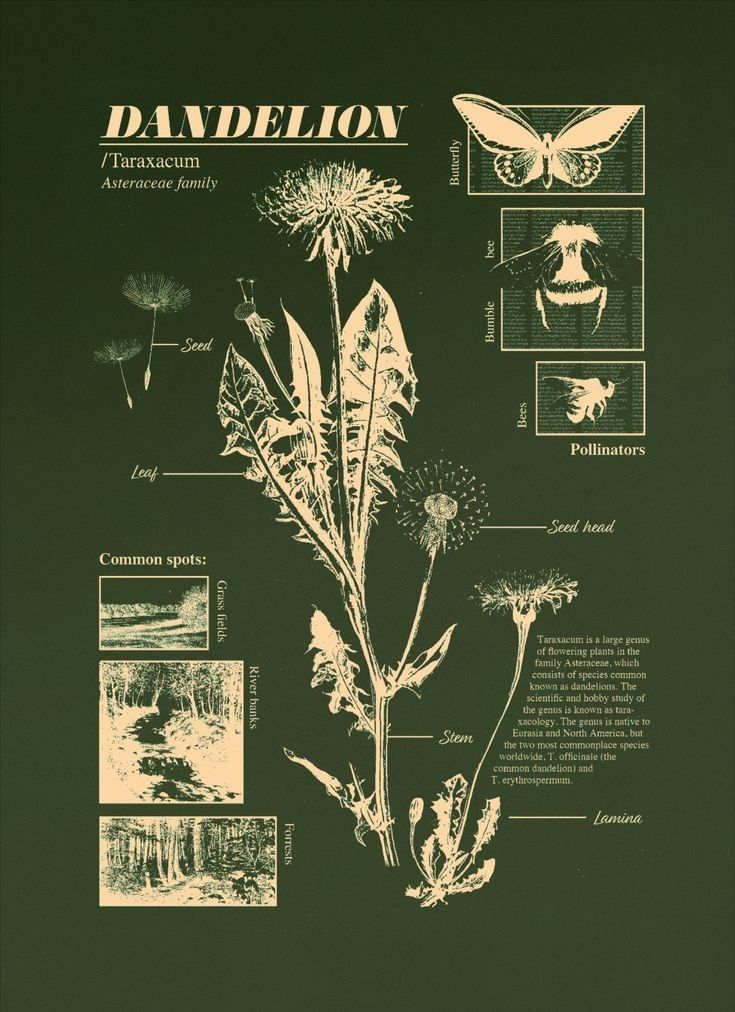 Green Theme 24