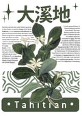 Green Theme 34